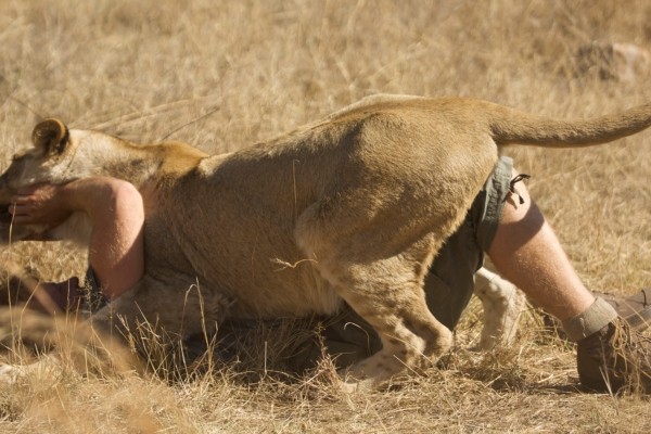 Em série do Animal Planet, pessoas ficam perto da morte a frente de animais selvagens